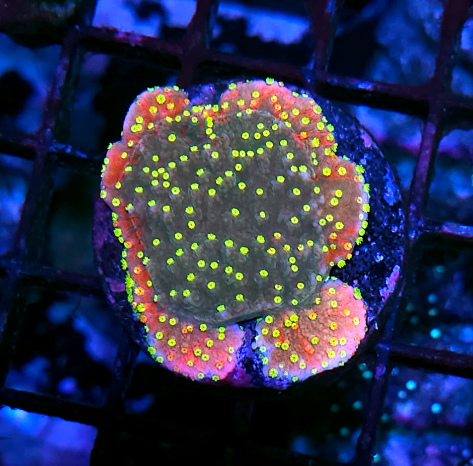 Insano Grafted Montipora