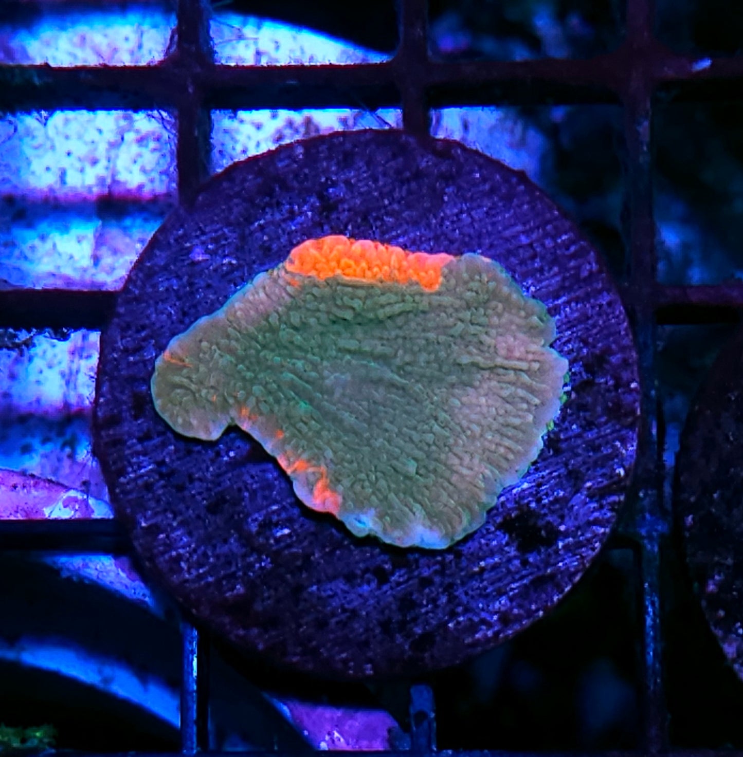 DR Grafted Montipora