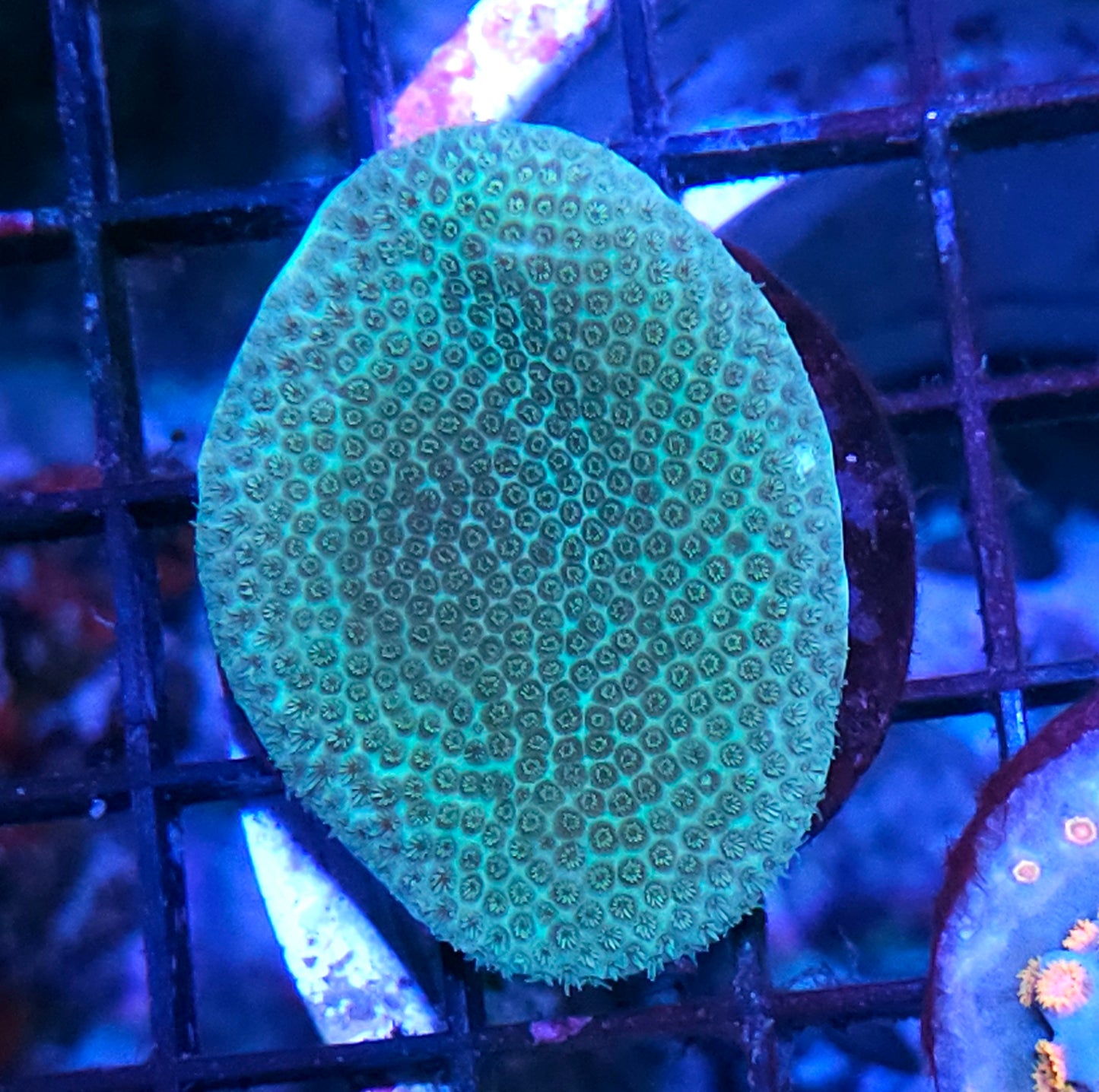 Green Porites