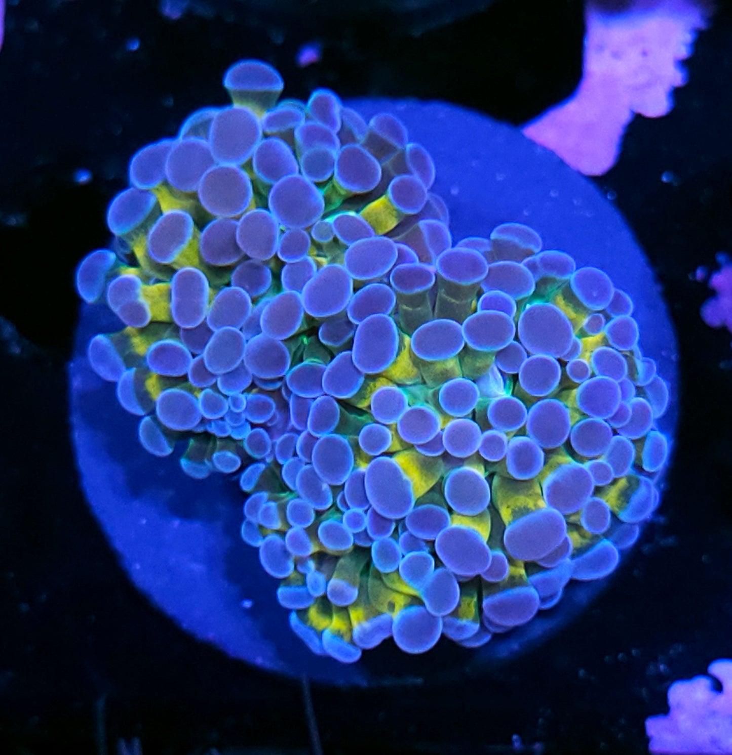 Double Yellow Hologram Branching Hammer