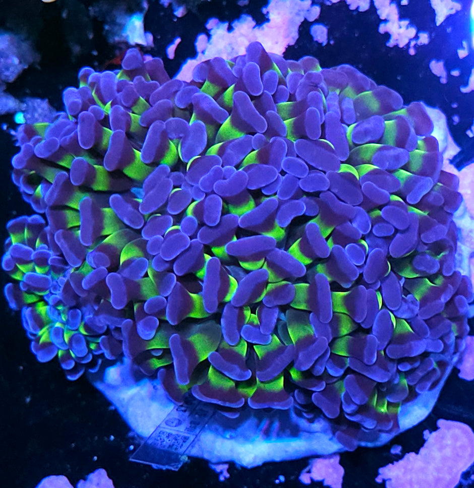 Approx 6-7 Head Joker Branching Hammer Colony