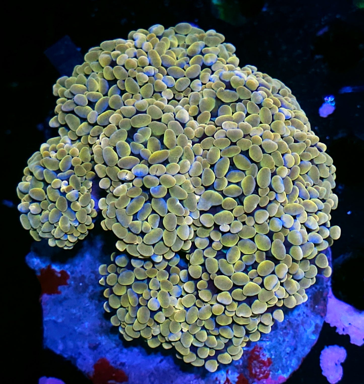 Approx 13-14 Head Golden Goose Branching Hammer Colony
