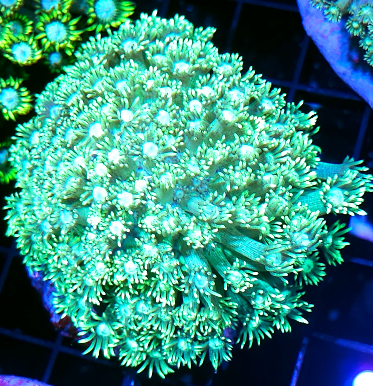 Electric Kiwi Goniopora Colony OPENS BIG