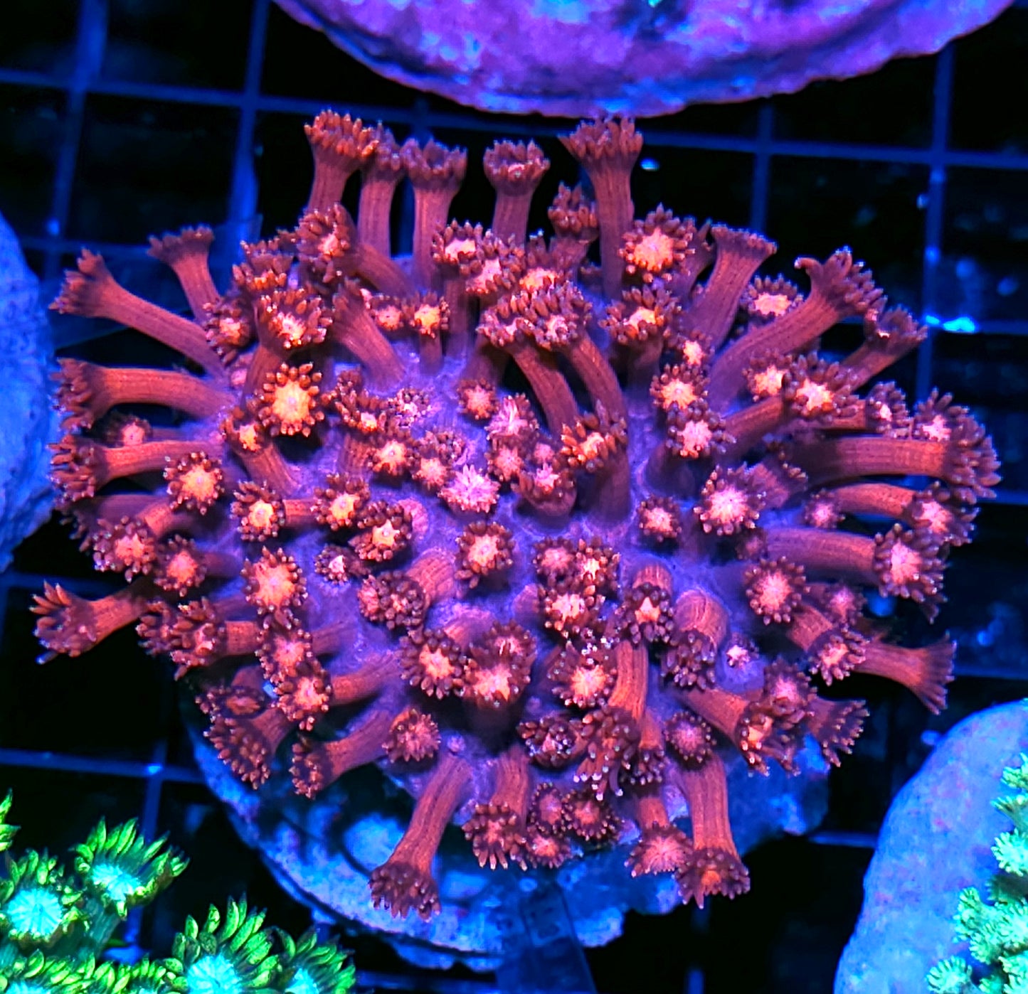 Malibu Barbi Goniopora Colony OPENS BIG