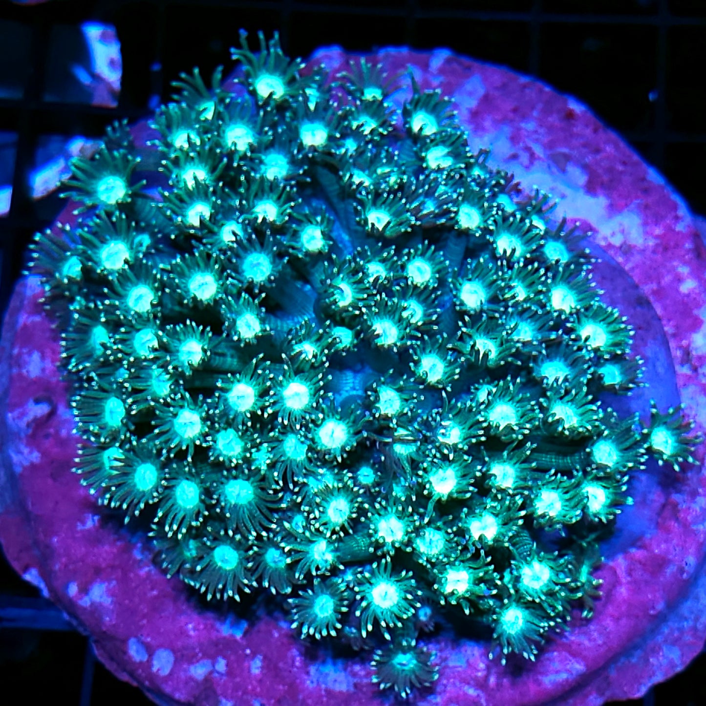 XL High Beams Goniopora Colony