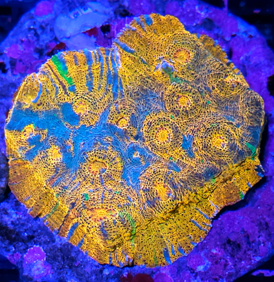 Rainbow Swirls Chalice Colony