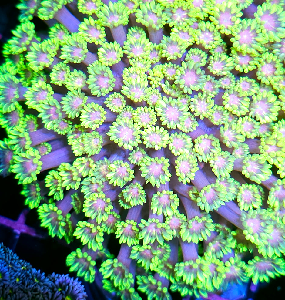 Fantasyland Goniopora Colony