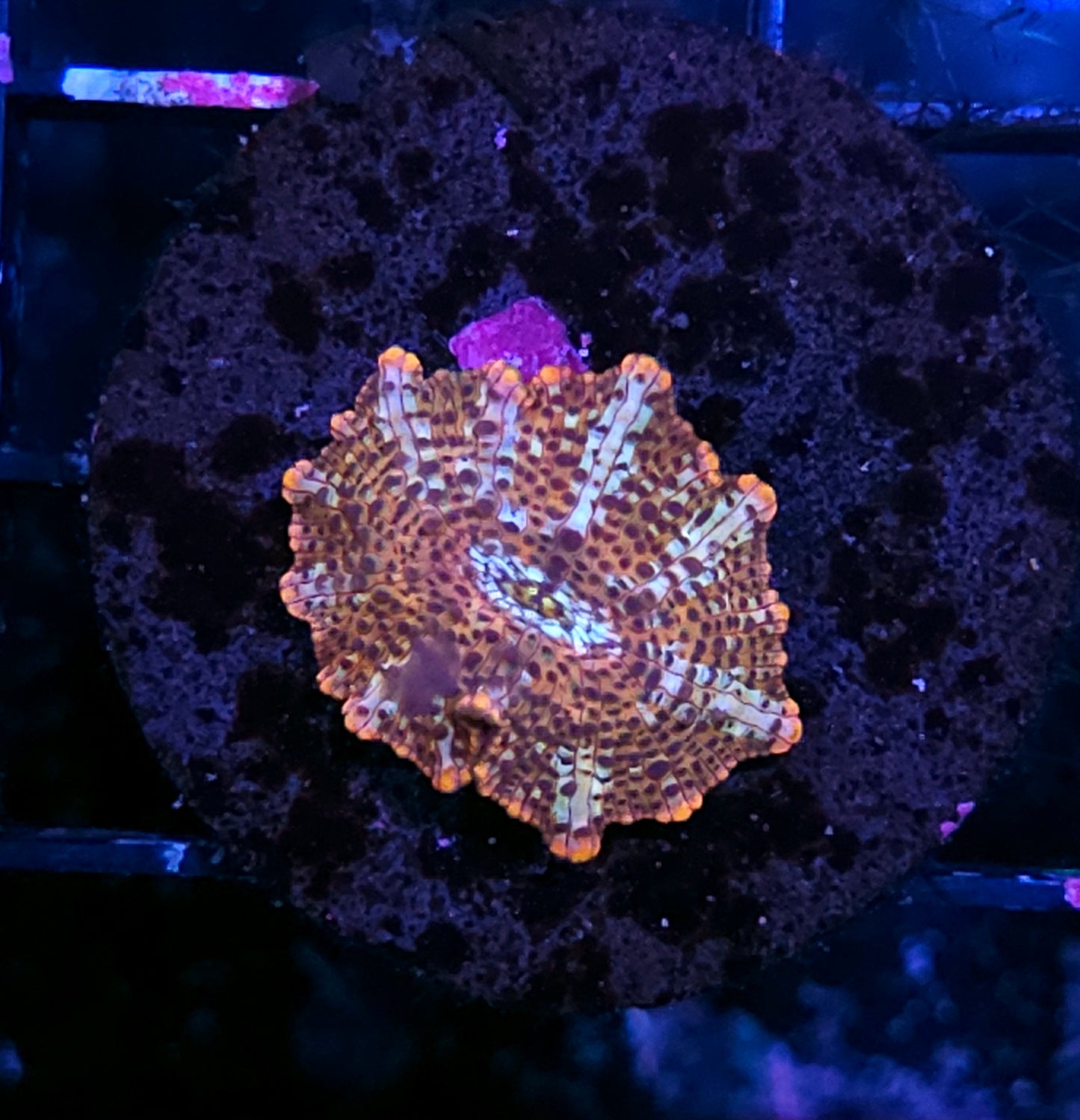 Cheetah Mushroom