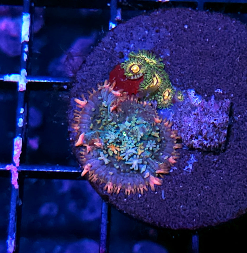 Baby Frankenstein Bounce Mushroom