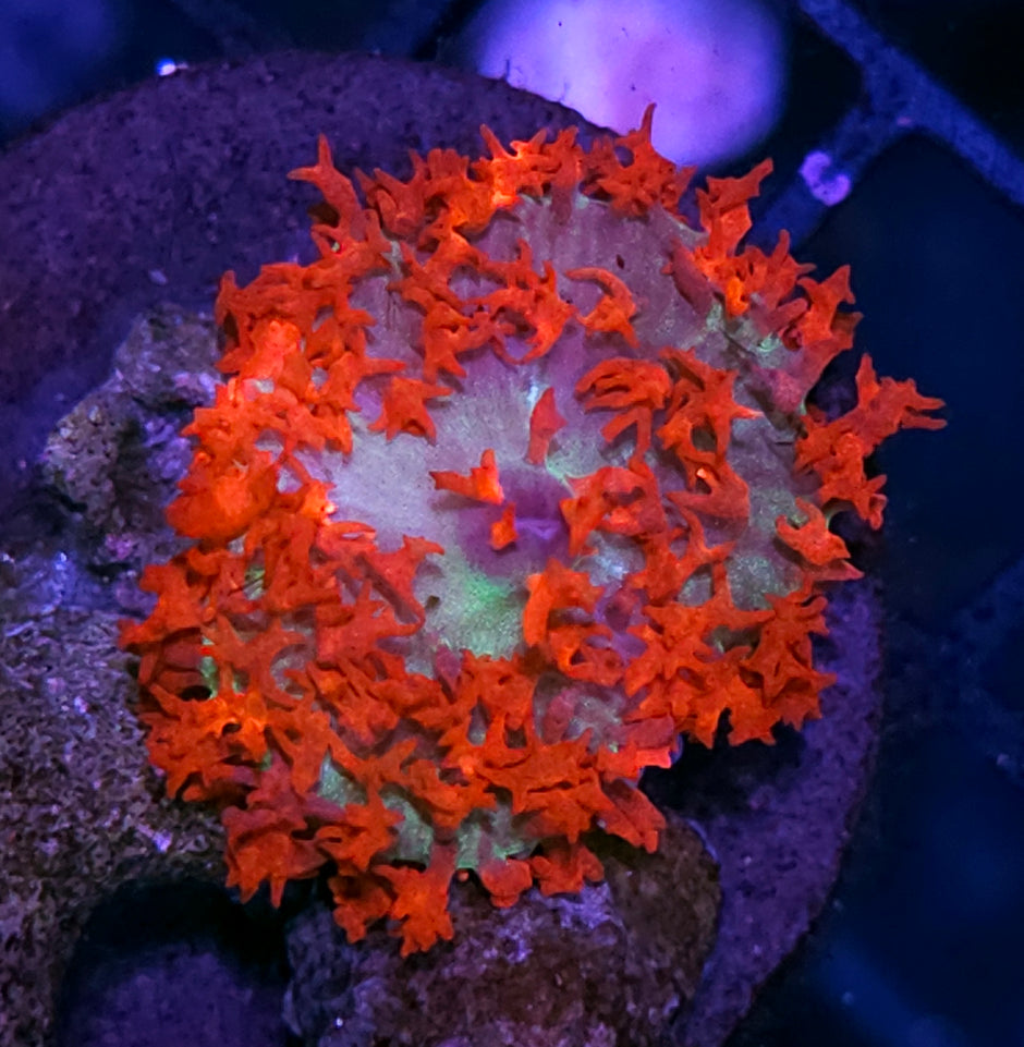 Epic St Thomas Mushroom