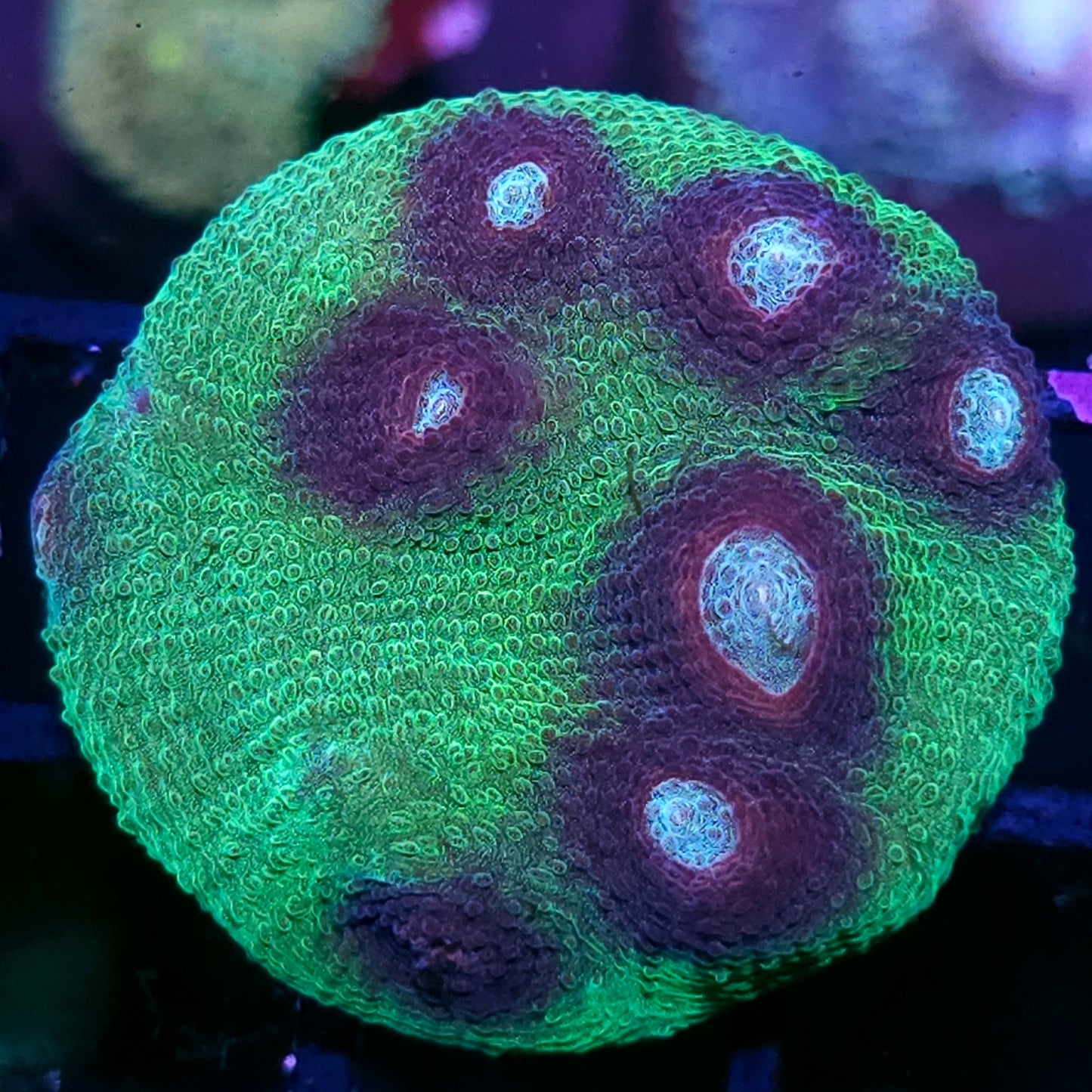 HF Mirage Chalice Colony