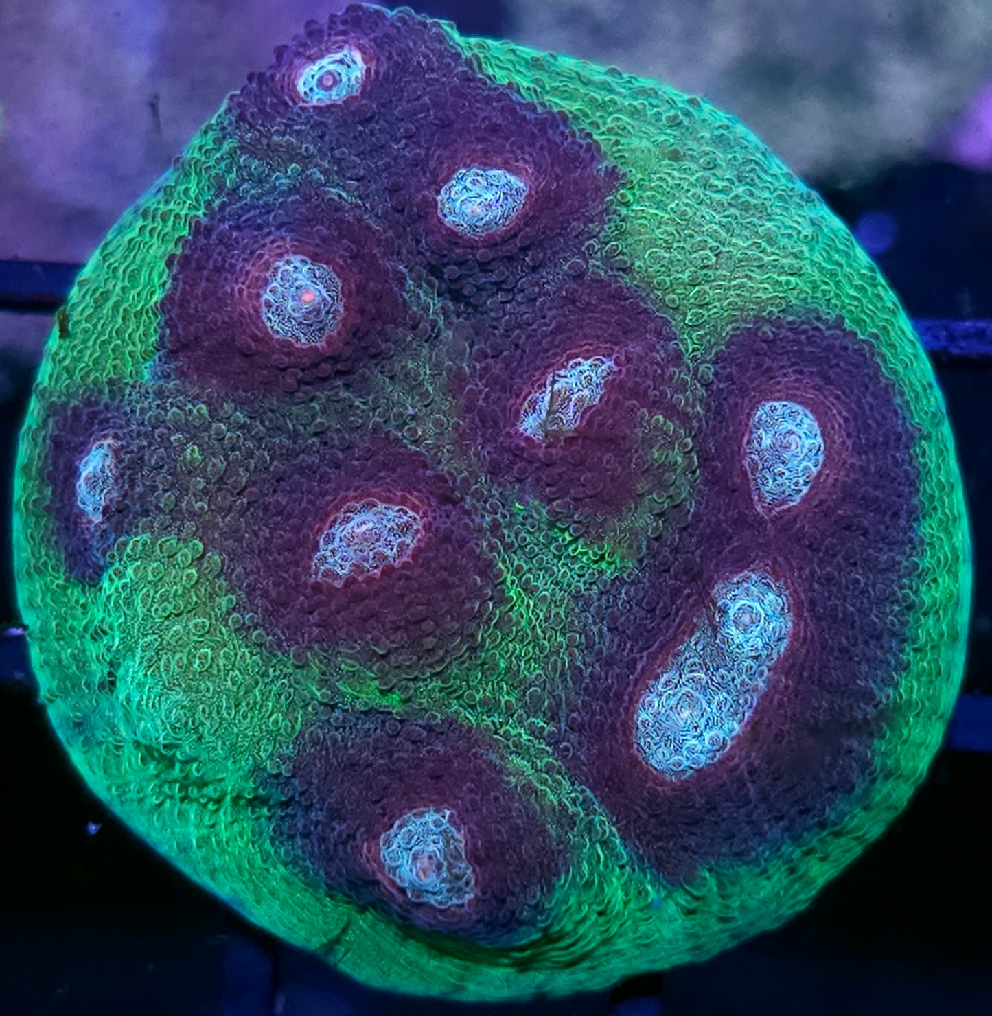 HF Mirage Chalice Colony