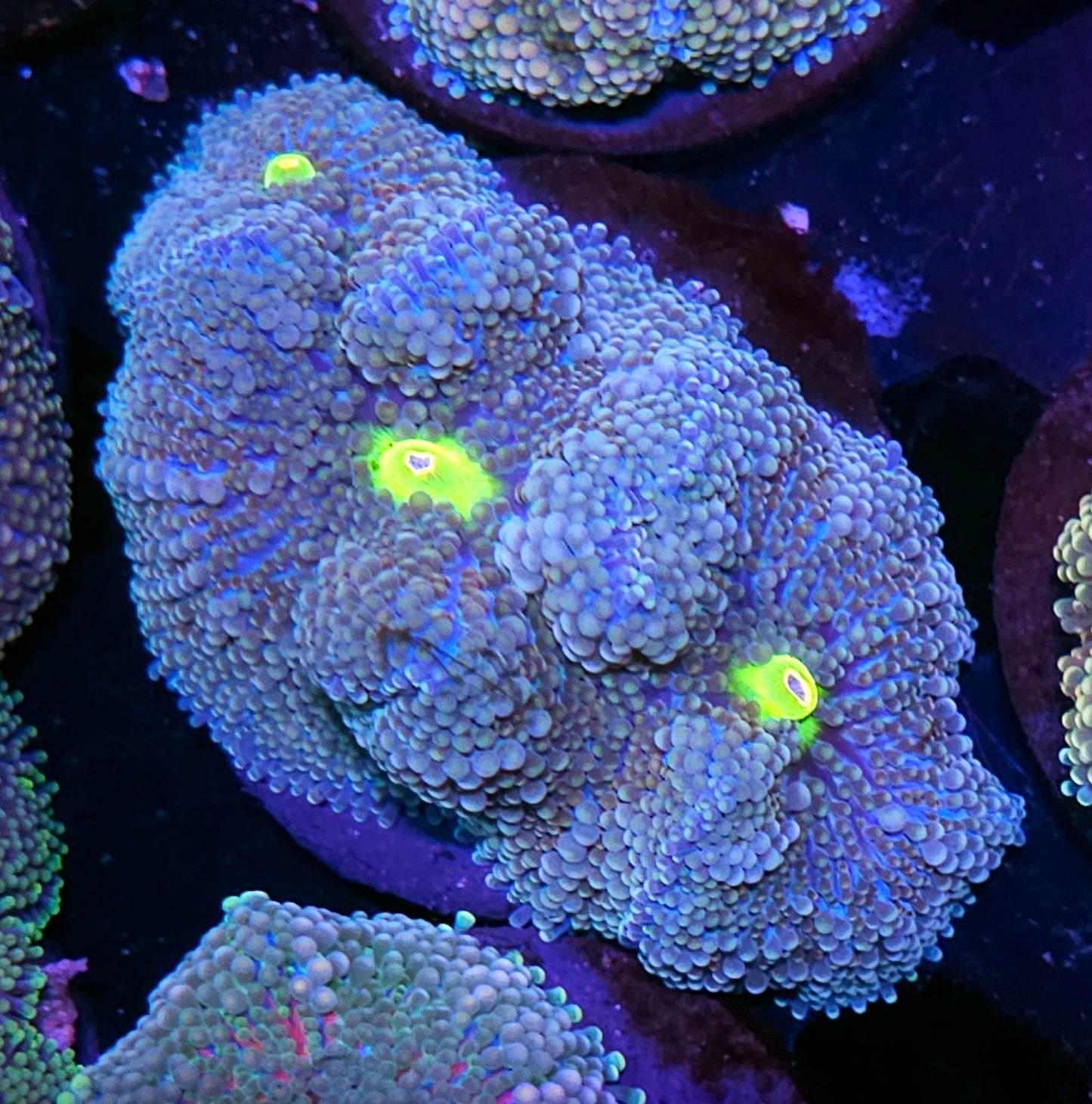 Insane Ricordea