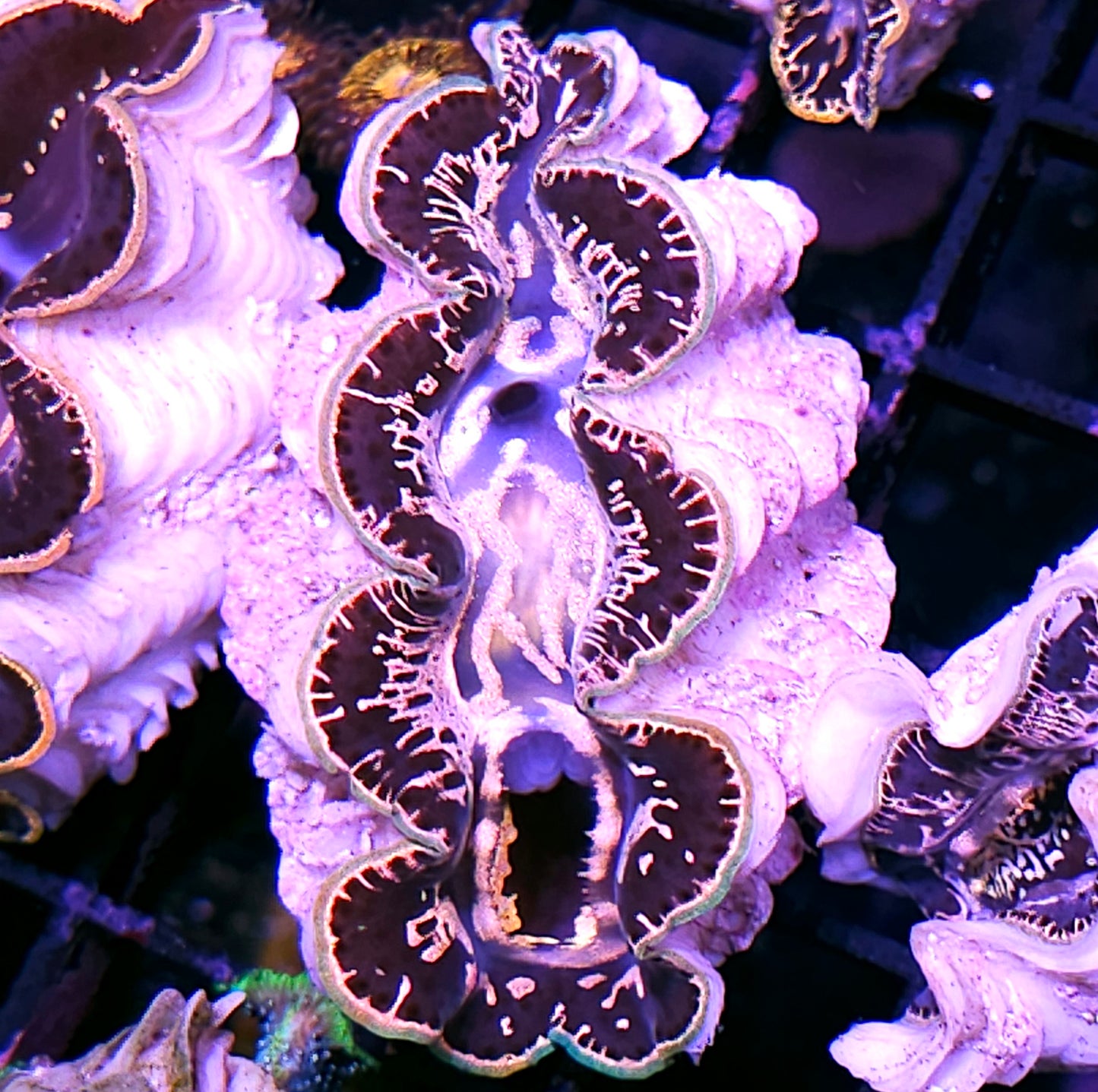 Super Maxima Clam