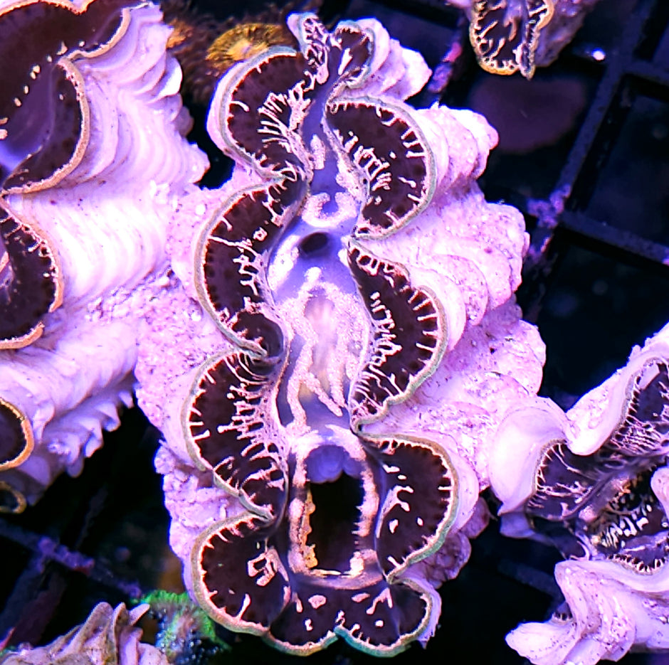 Super Maxima Clam