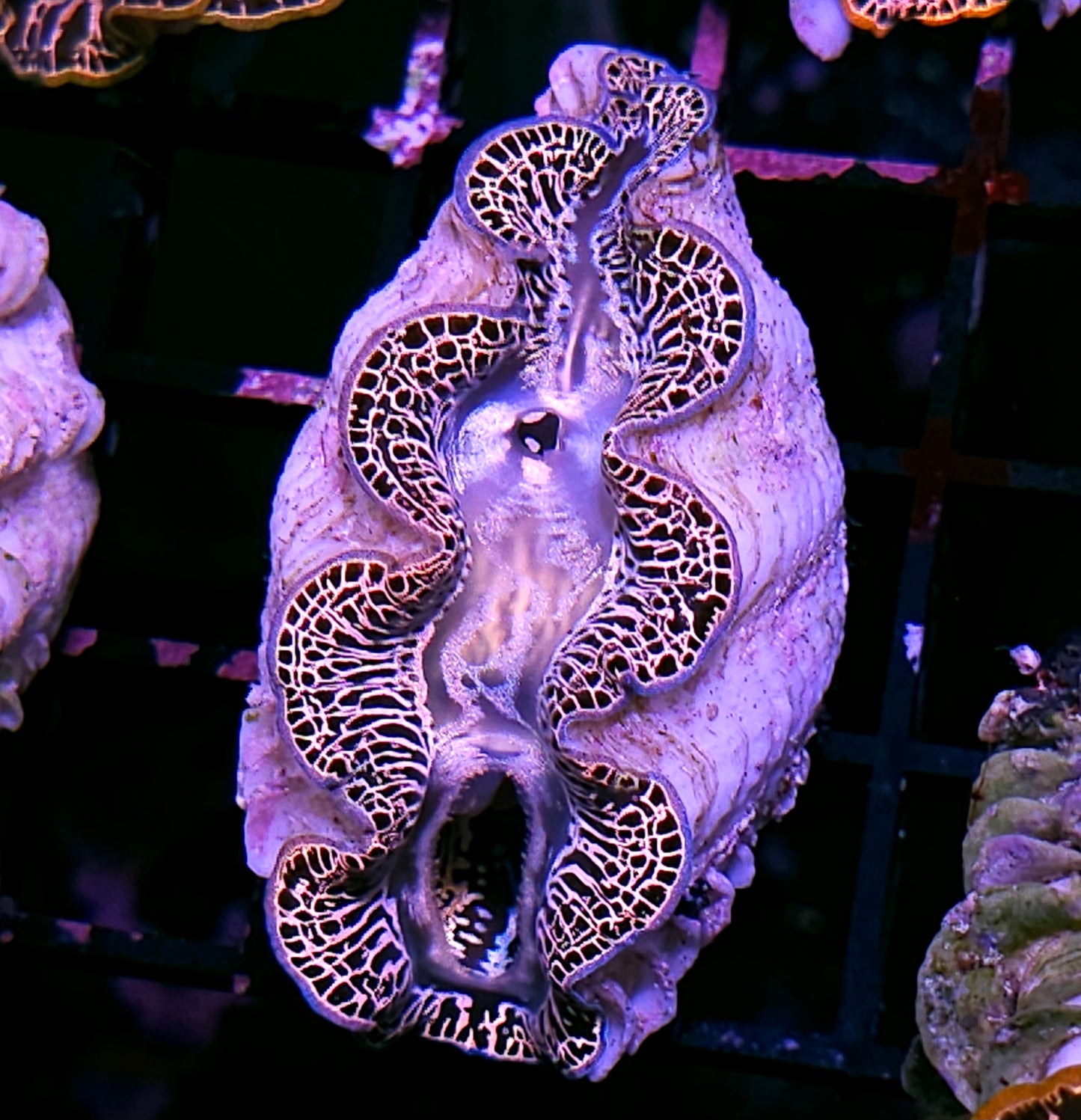 Super Maxima Clam