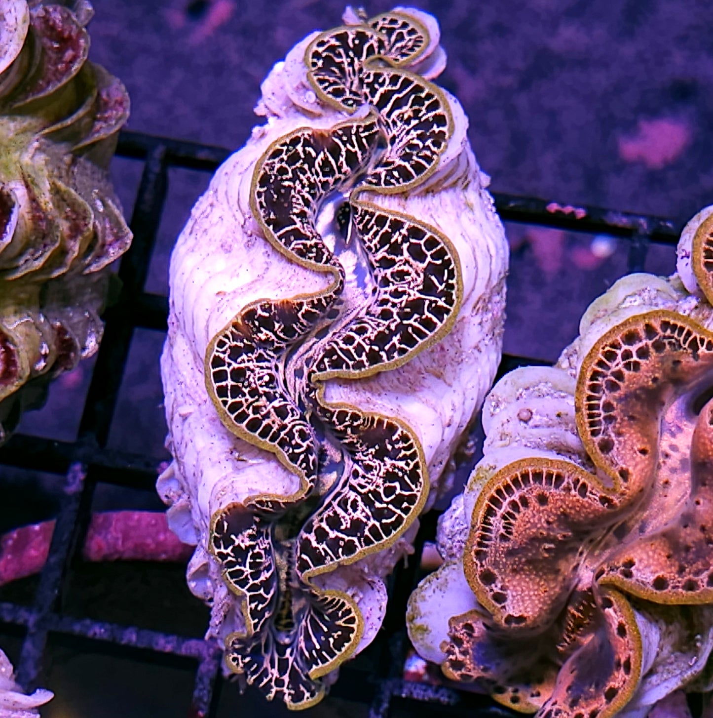 Super Maxima Clam