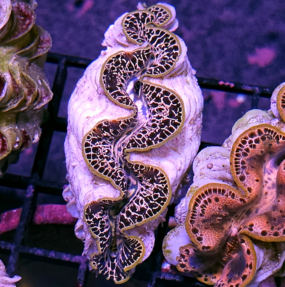 Super Maxima Clam