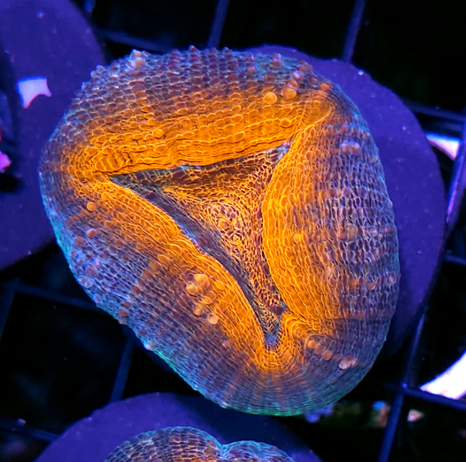 Mango Lobophyllia