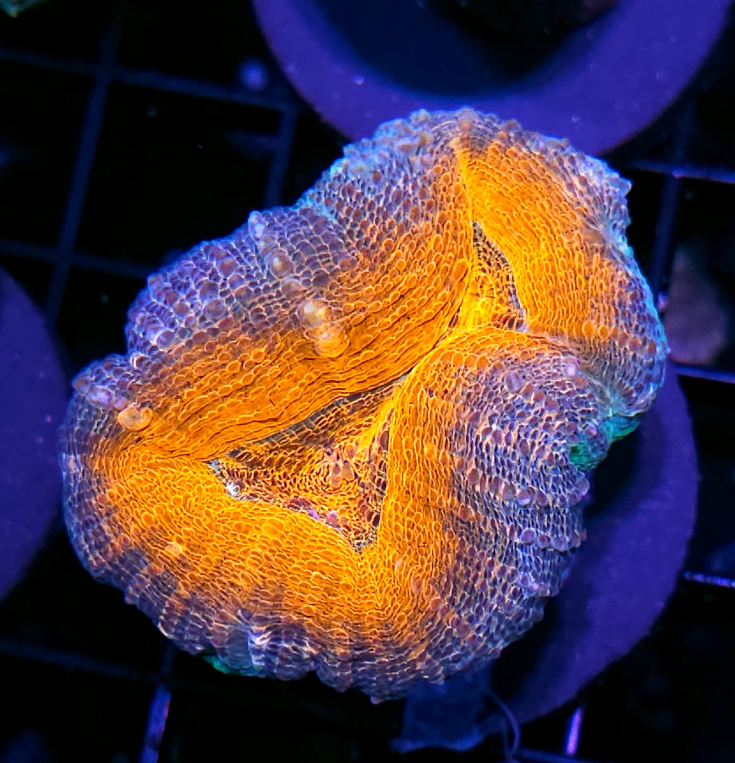 Mango Lobophyllia