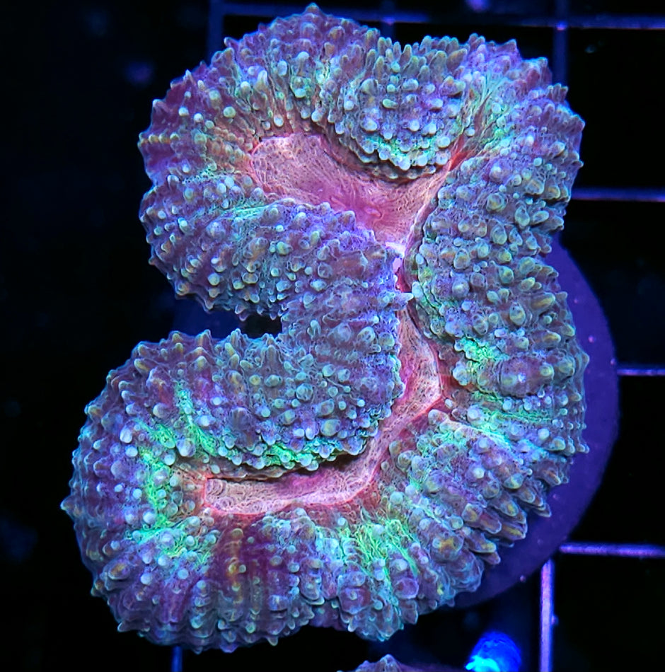 Fairy Wings Lobophyllia