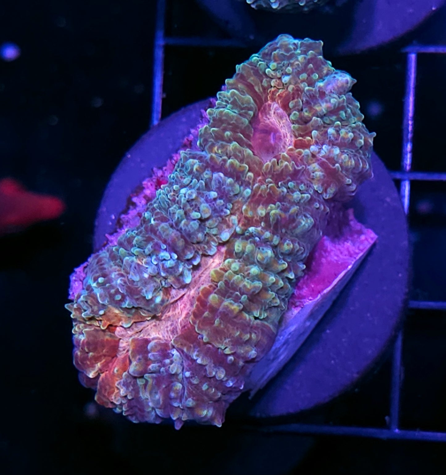 Fairy Wings Lobophyllia