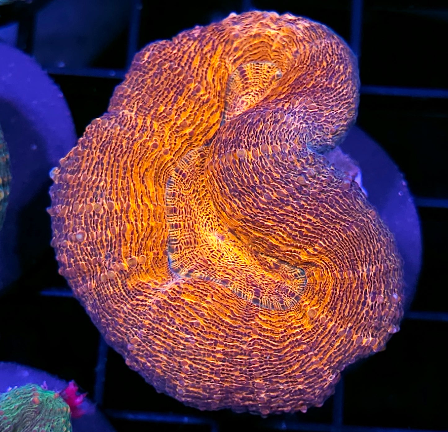 Flaming Ripple Lobophyllia