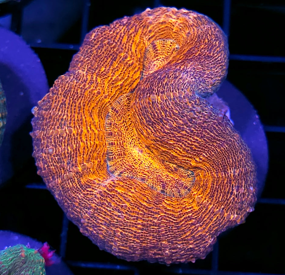 Flaming Ripple Lobophyllia