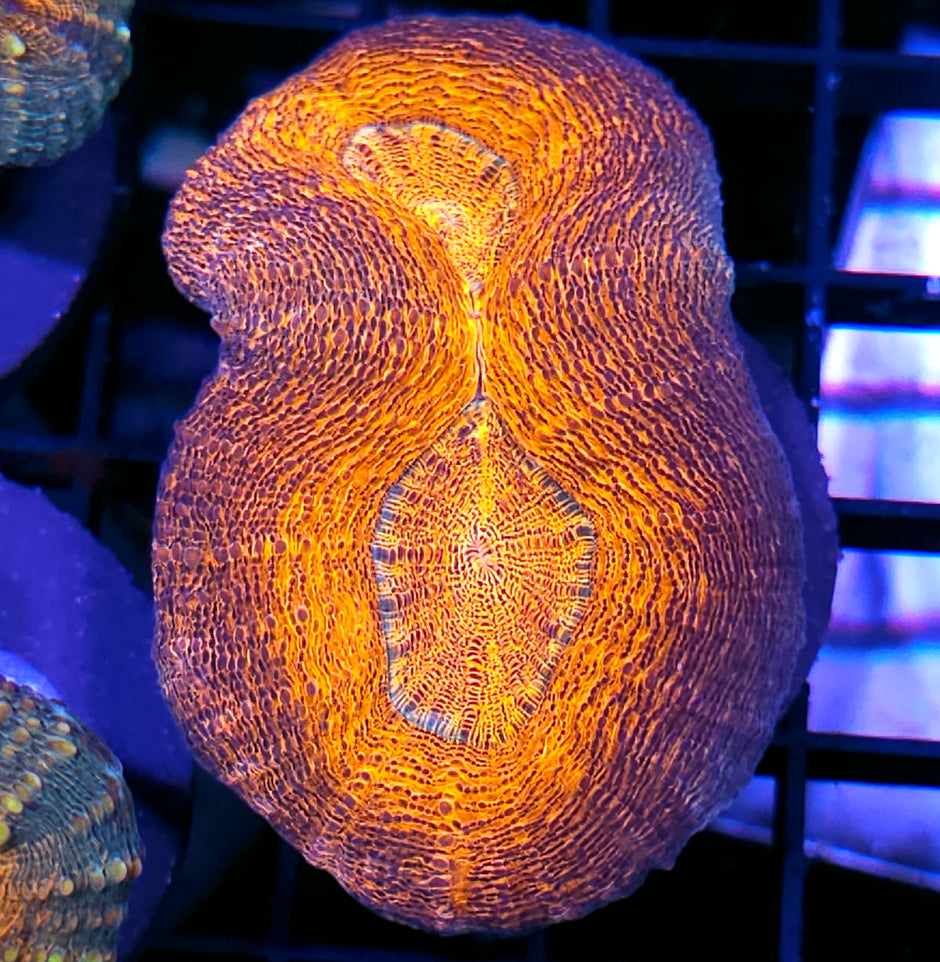 Flaming Ripple Lobophyllia