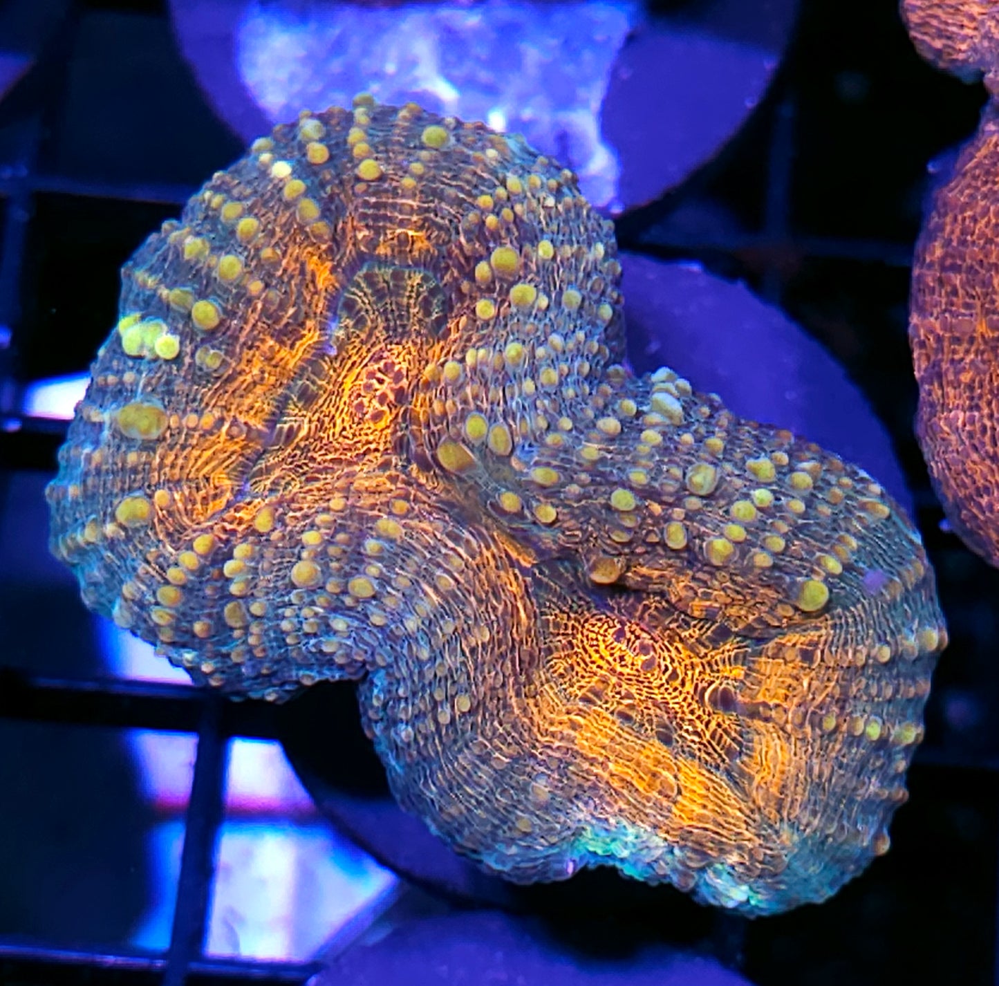 Vendetta Lobophyllia