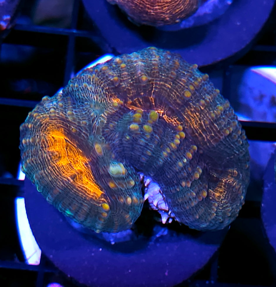 Vendetta Lobophyllia