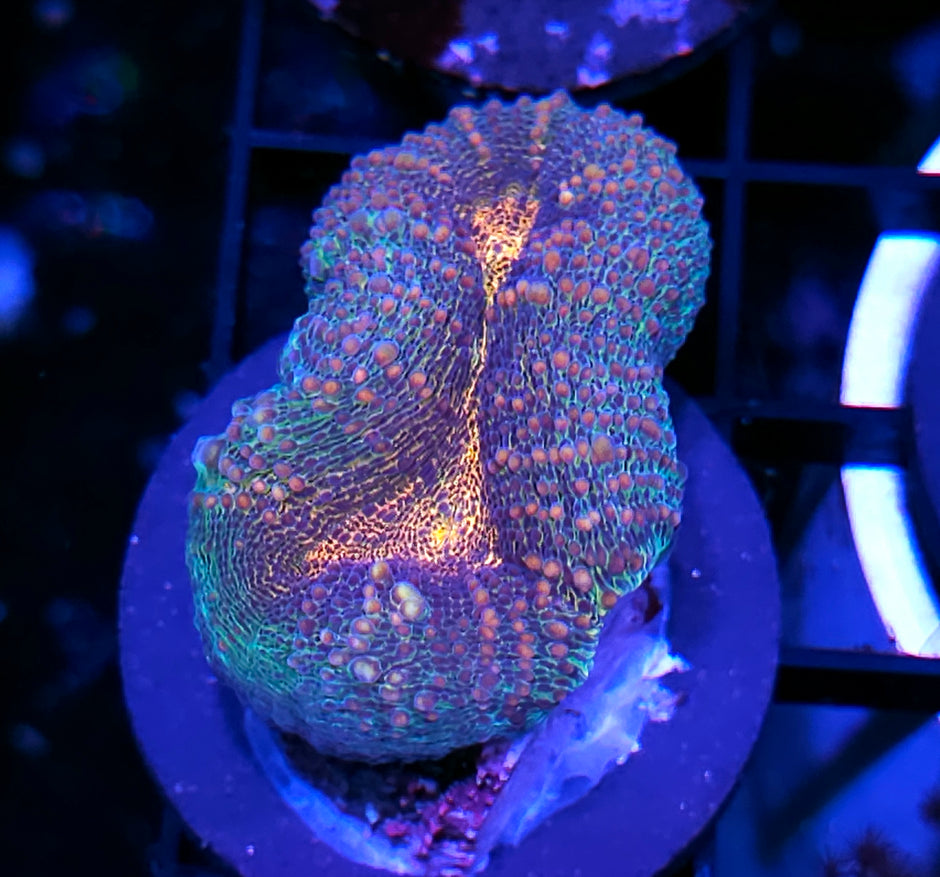 Mesmerizer Lobophyllia