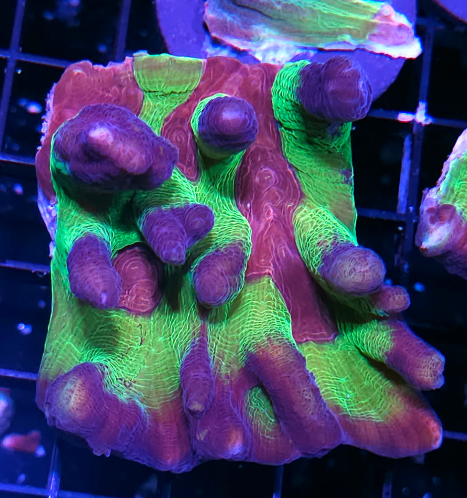 Heart Throb Pectinia Colony