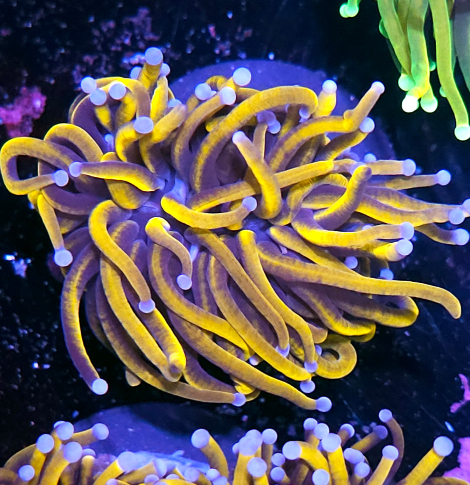 24kt Torch