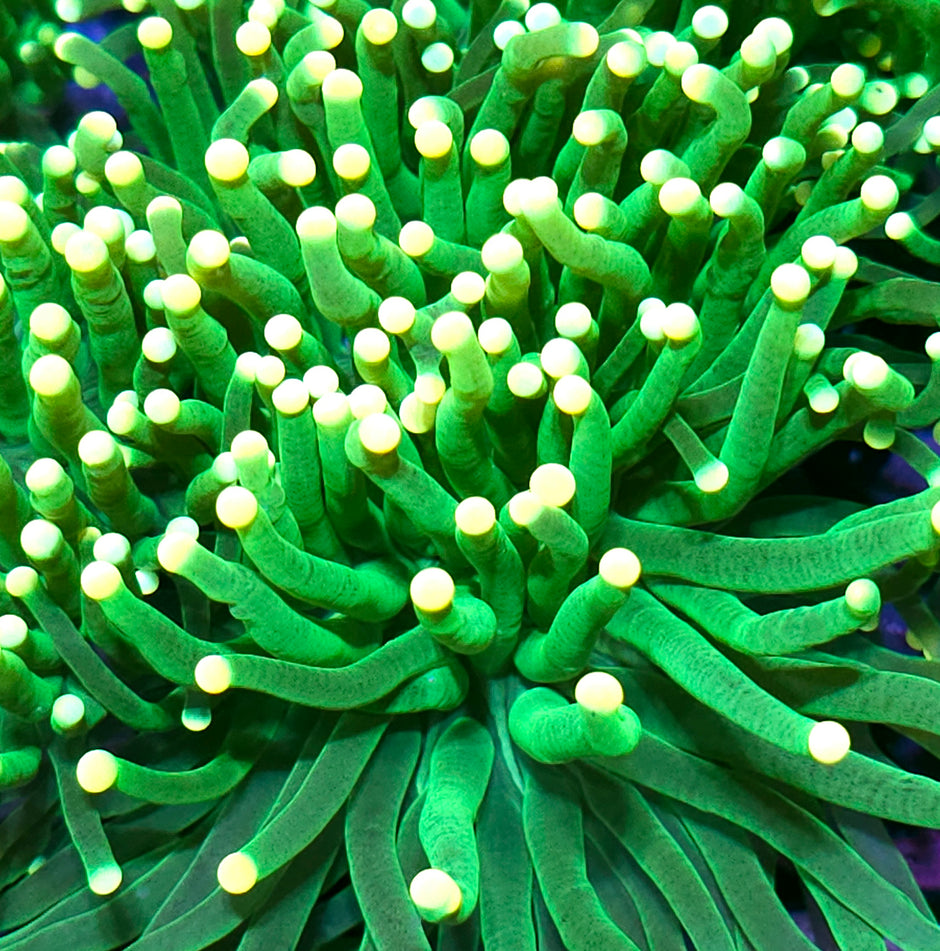 Lemon Drop Torch Yellow Tip