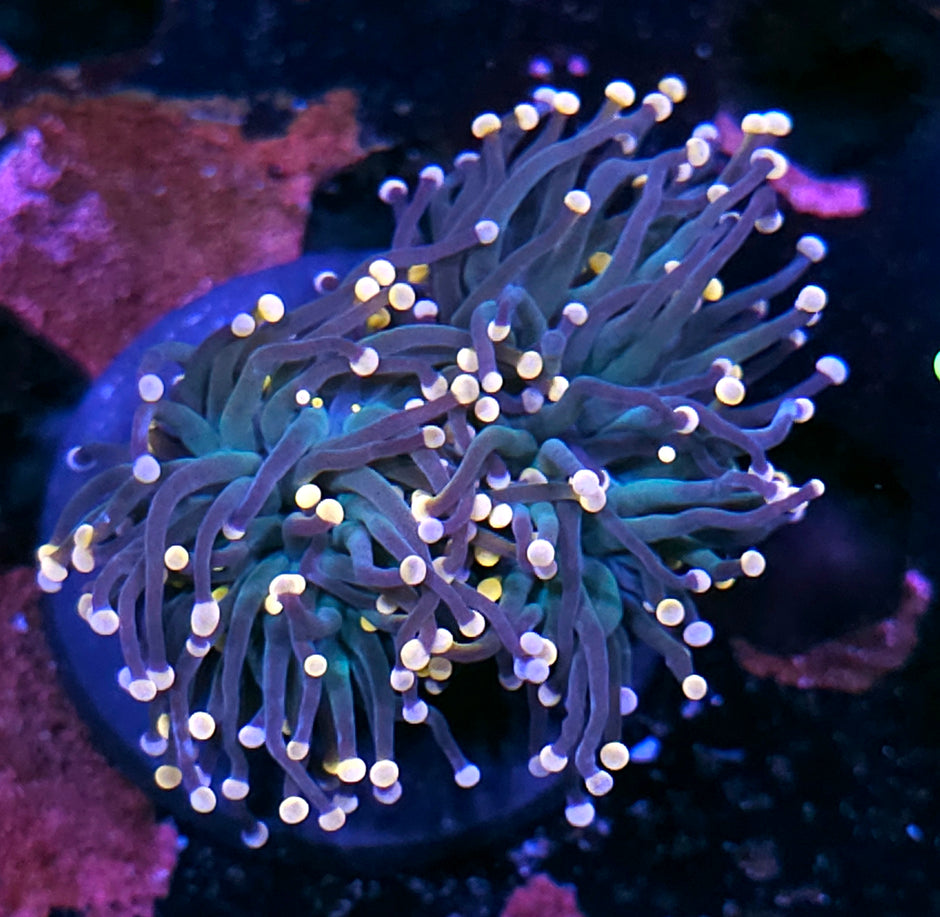 Double Bahama Mama Torch