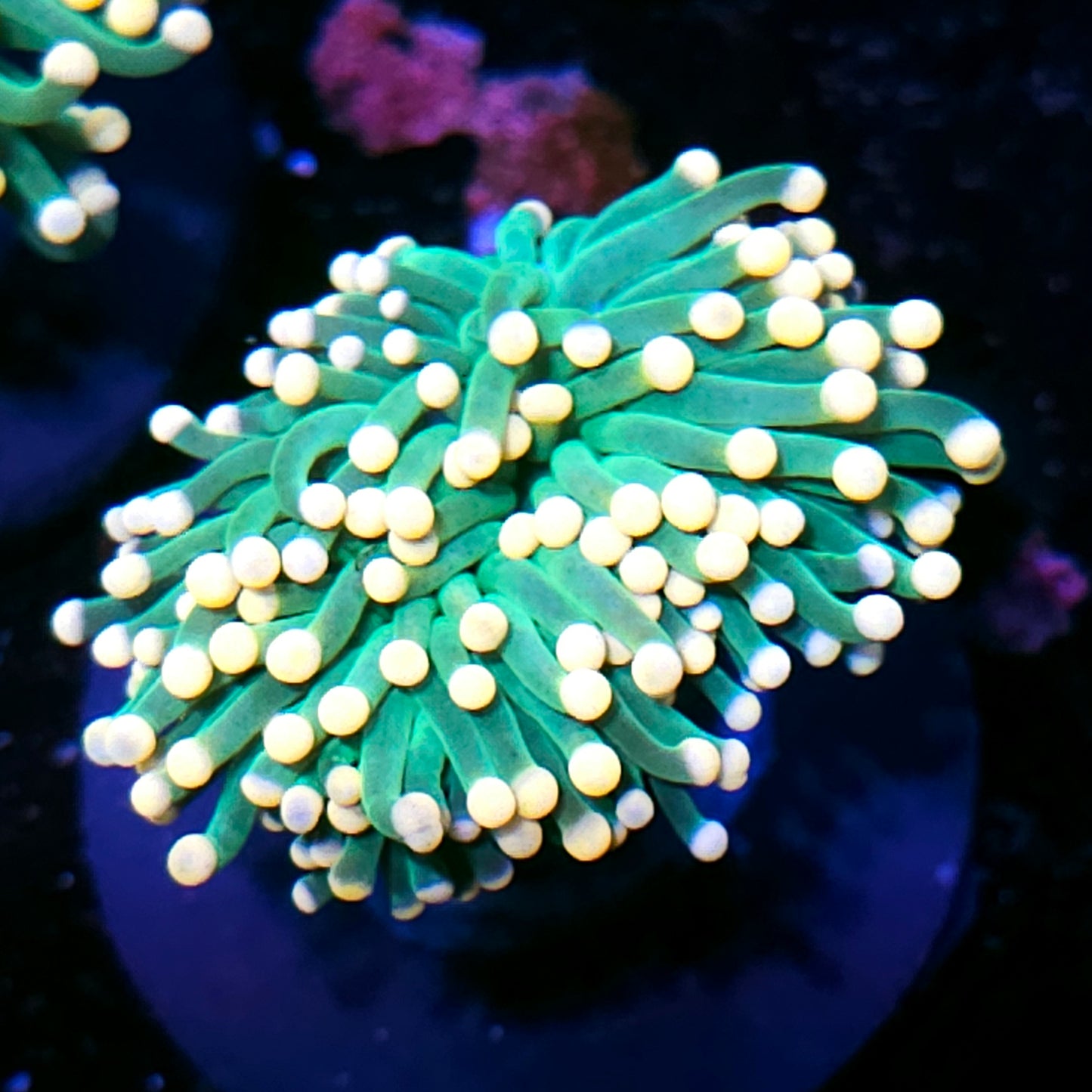 Orange Tip Skittles Torch