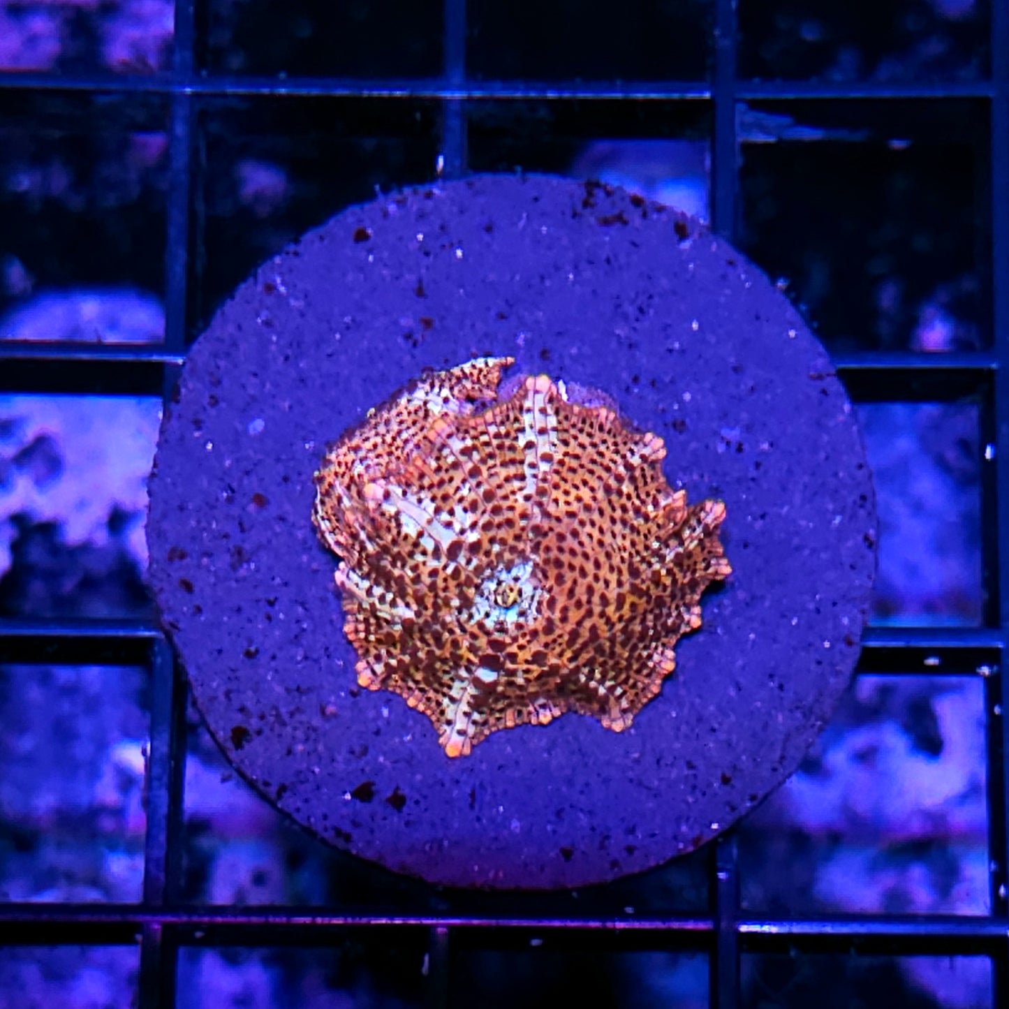 Cheetah Mushroom
