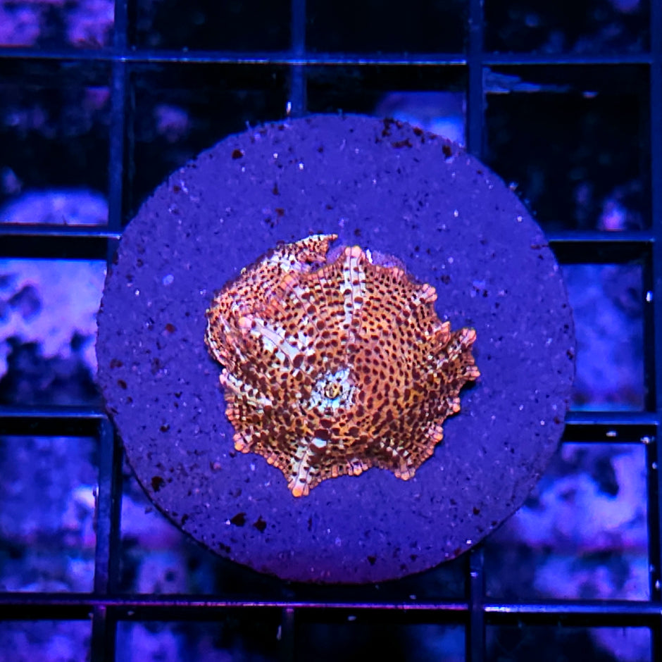 Cheetah Mushroom