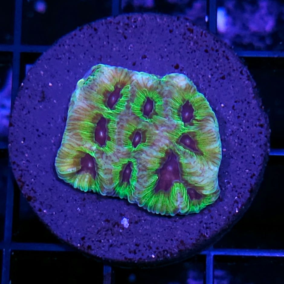 Purple People Eater Favia