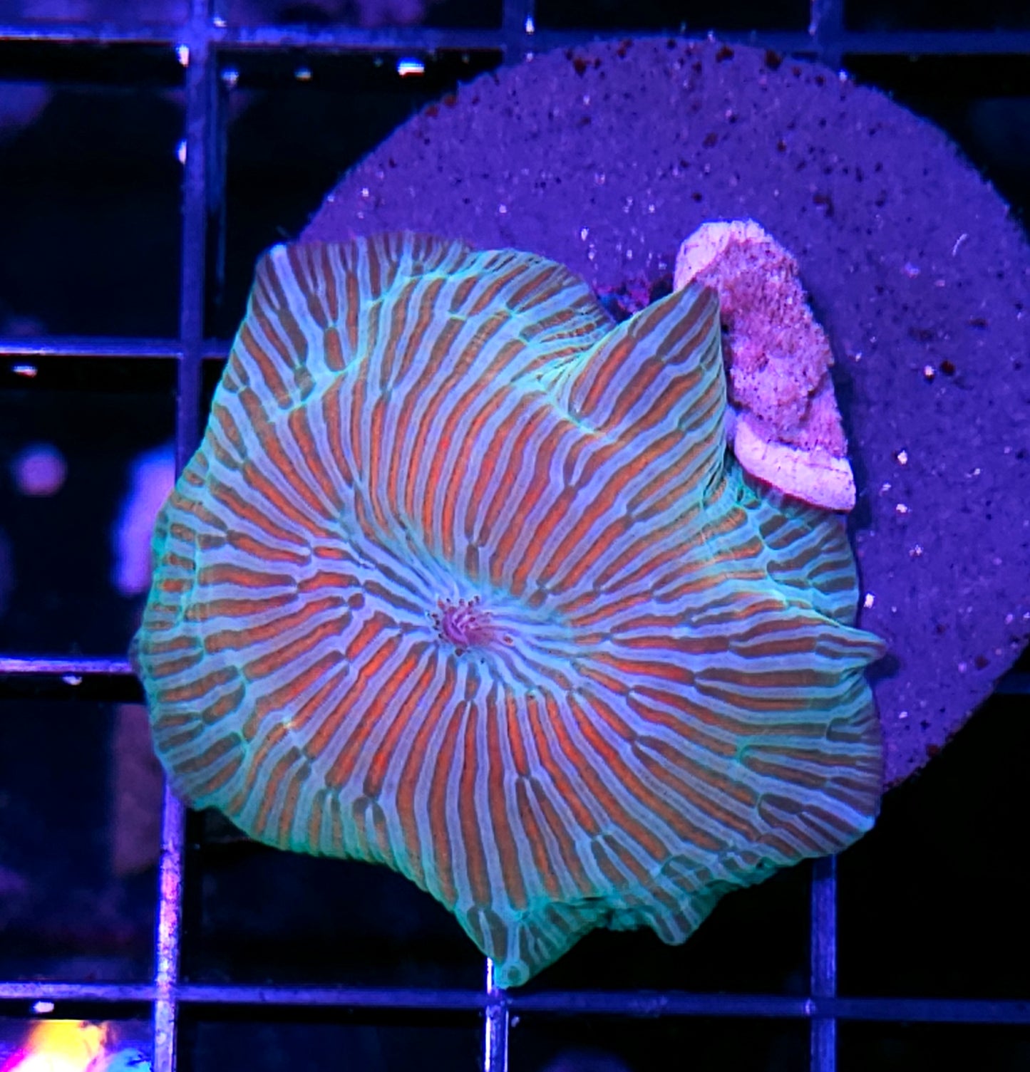 Wicked Watermelon Mushroom