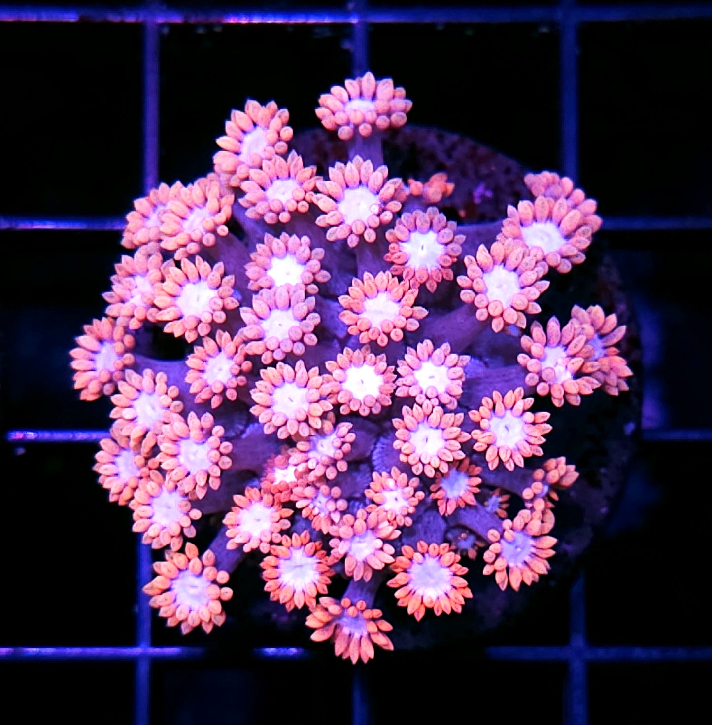 Barbie Girl Goniopora