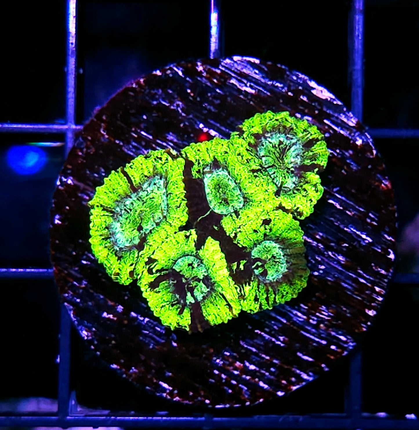 Toxic Avenger Micro Favia