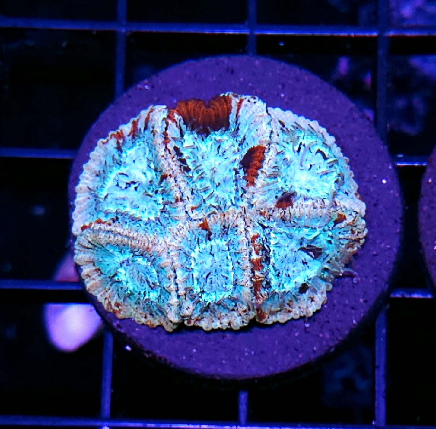 Candy Shop Micro Favia