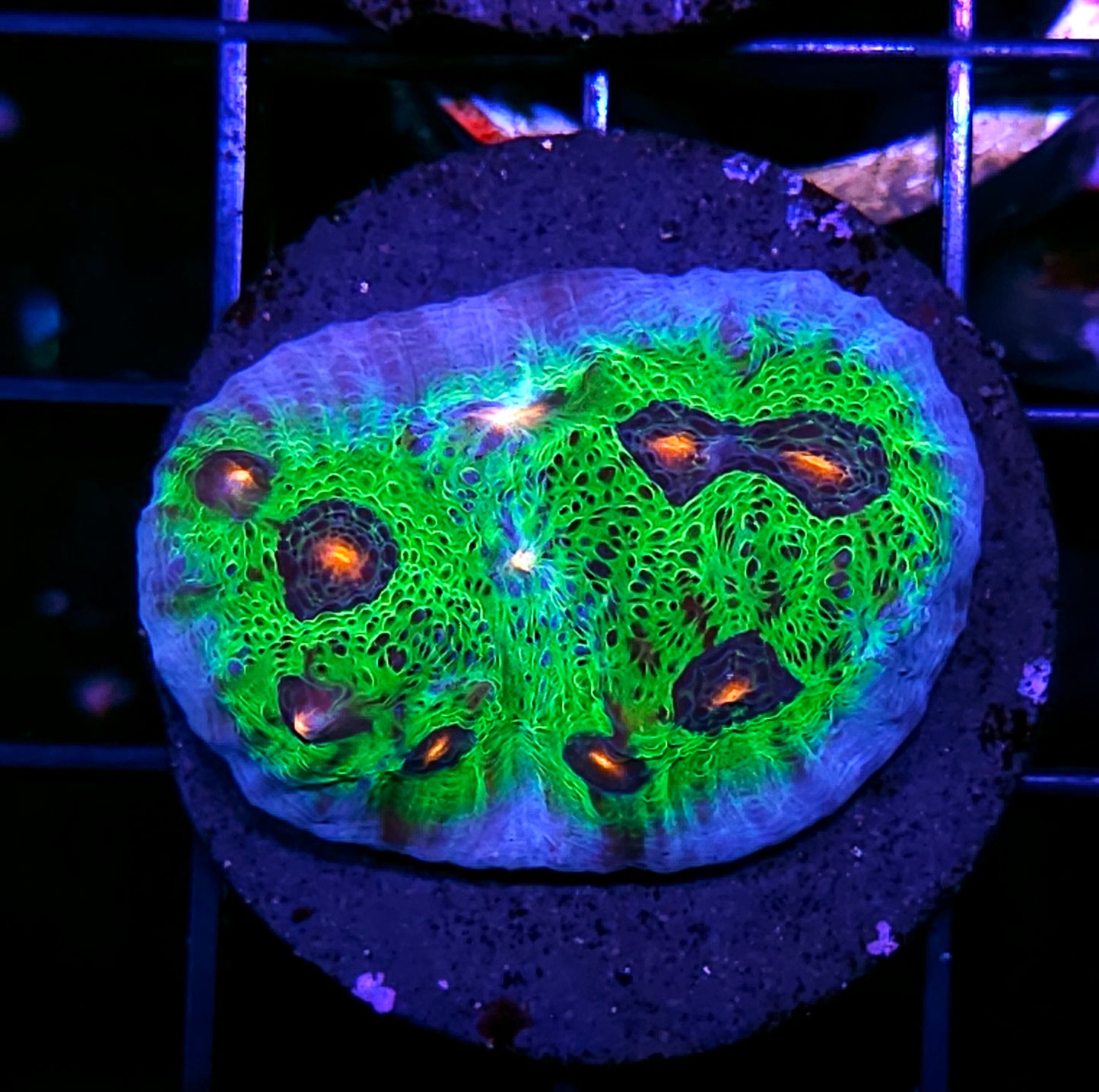 Fire Eye Chalice Mini Colony
