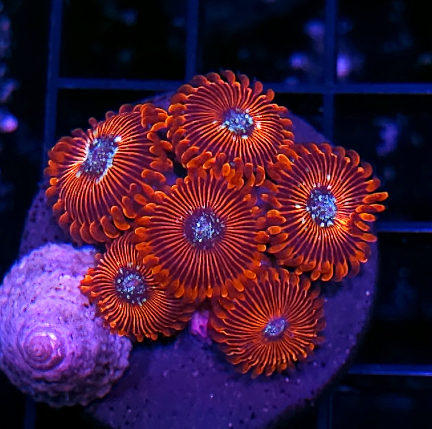 Salted Agave Zoas