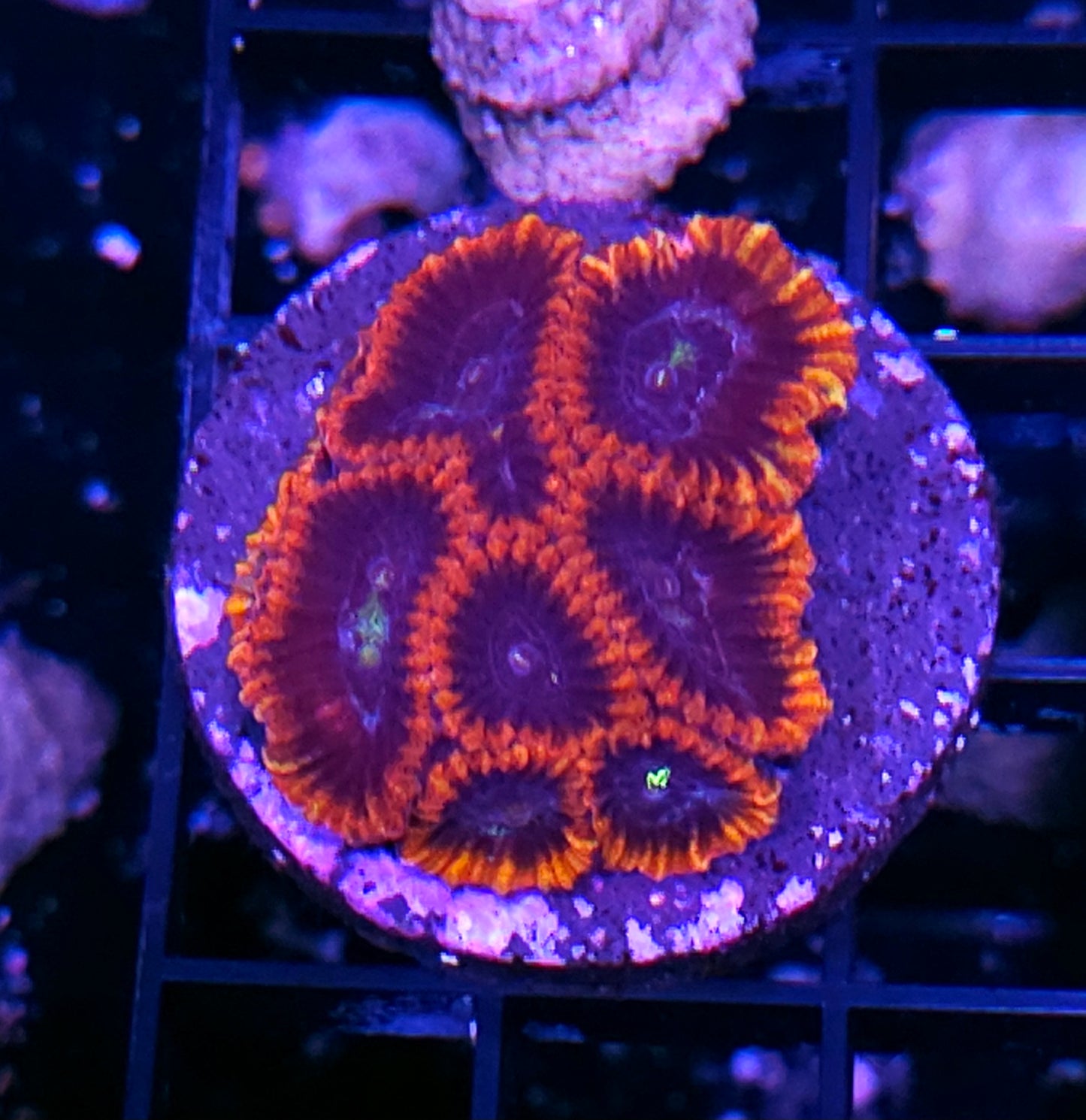 Vampire Slayer Micro Favia