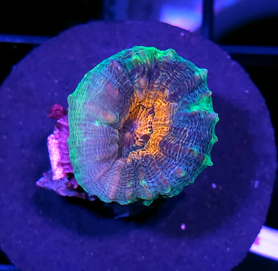 Sexy Lobophyllia