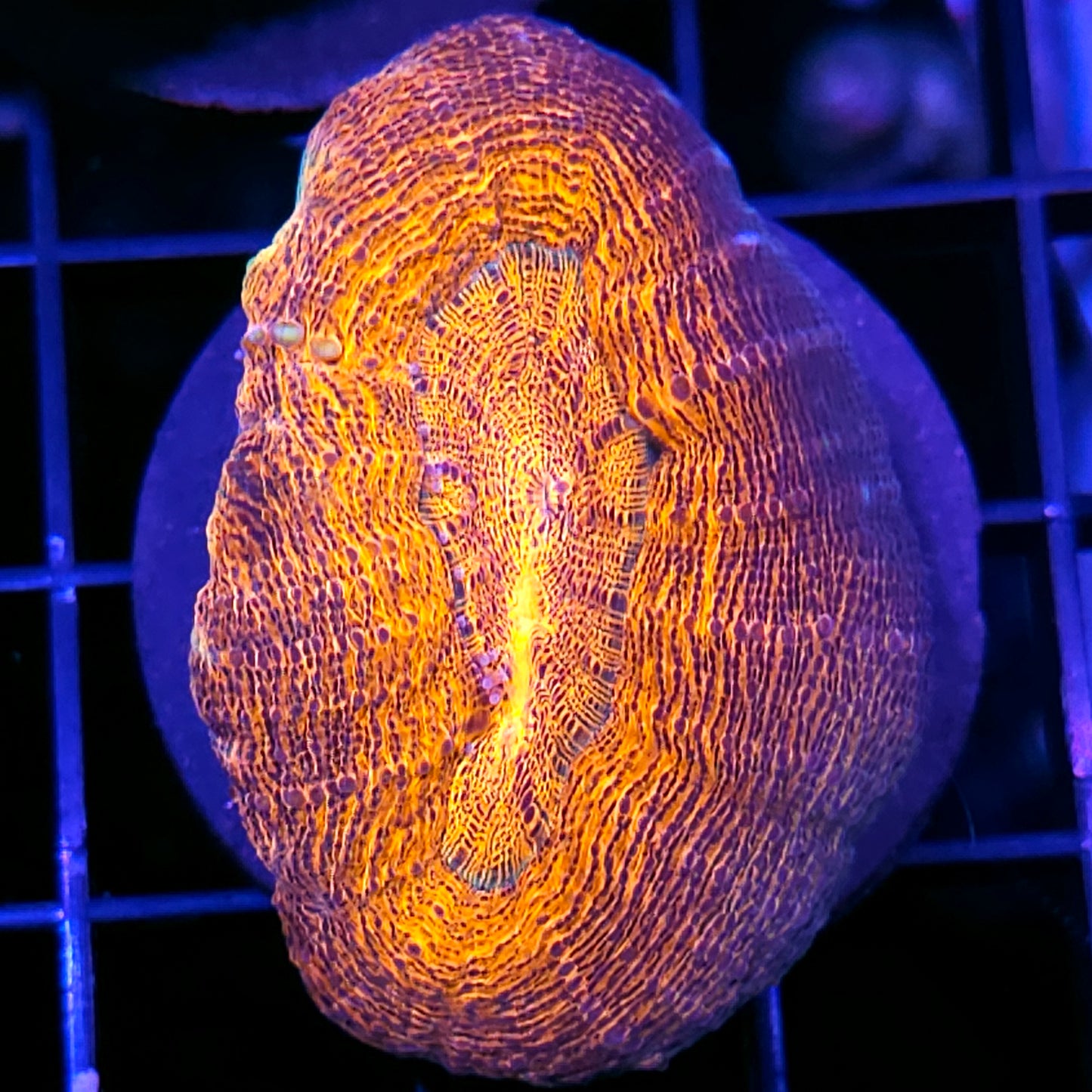 Flaming Ripple Lobophyllia