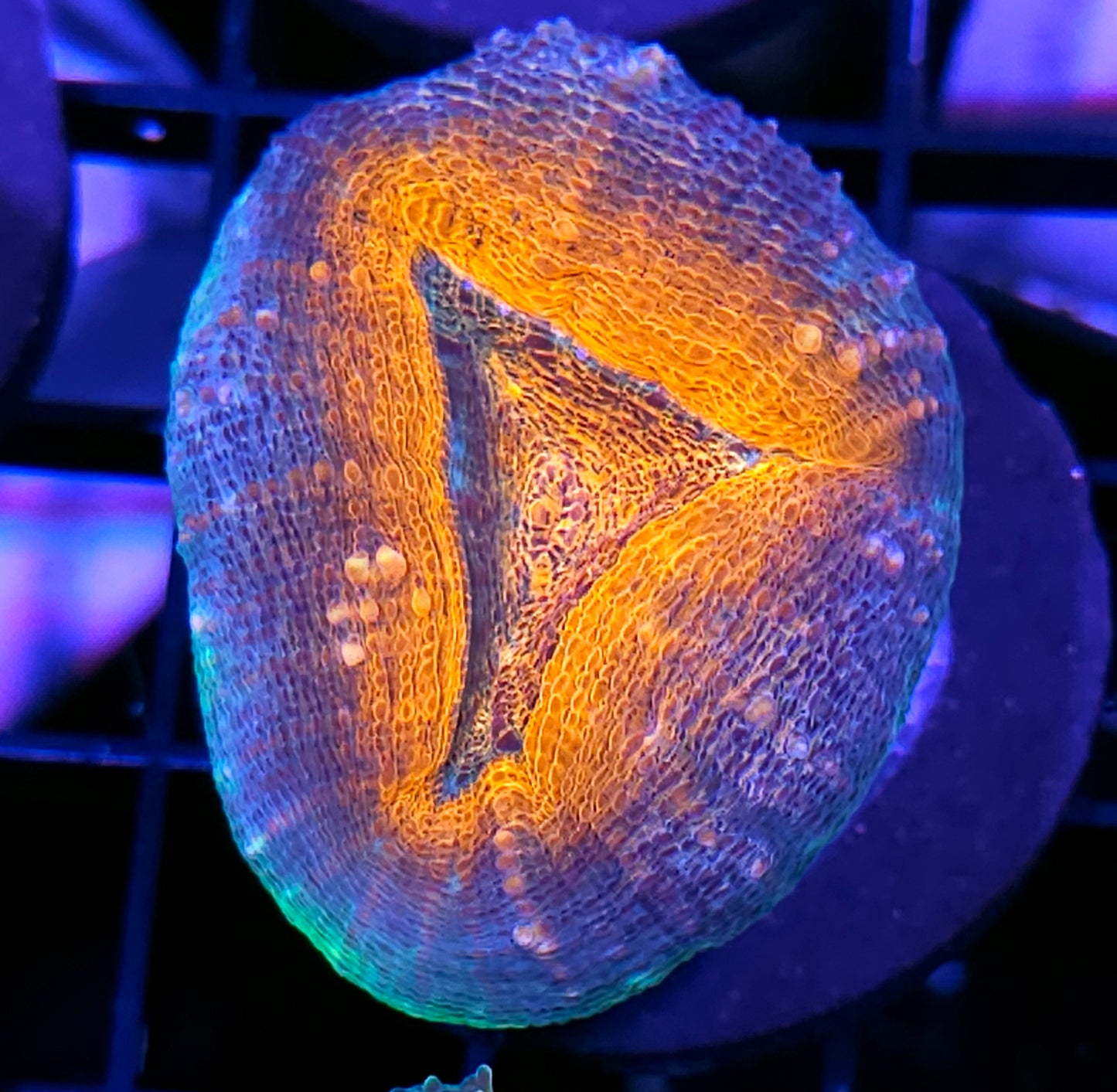 Sexy Lobophyllia